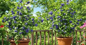 Ecco come ho coltivato le mie myrtilli sul balcone: 5 segreti che funzionano davvero!