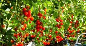 Ecco come ho ottenuto pomodori straordinariamente gustosi nel mio orto: 5 segreti da scoprire!