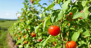 Ecco come ho salvato le mie pomodori dal pericolo del mildiou con un semplice trucco!