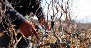 Ecco come la potatura delle viti può trasformare la tua vendemmia in un trionfo di dolcezza e abbondanza