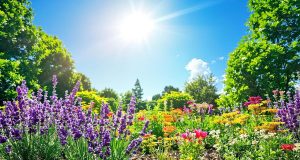 Ecco come mantenere il tuo giardino verde e fiorito anche durante la canicola estiva