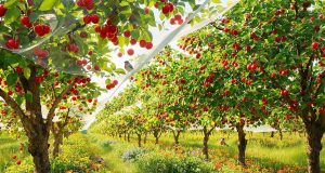 Ecco come proteggere i tuoi ciliegi dagli uccelli senza pesticidi: scopri le soluzioni naturali!