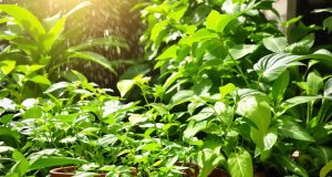Ecco come recuperare le tue piante dopo il caldo estivo: 5 strategie sorprendenti per ravvivarle!