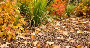 Ecco perché il paesaggio autunnale è la chiave per un giardino sano e rigoglioso: scopri i vantaggi!