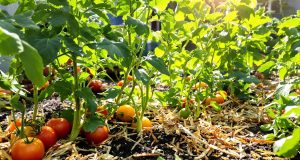 Ecco perché il paesaggio cambia radicalmente il tuo orto: scopri i segreti per un raccolto straordinario!