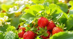 Ecco perché la storia delle fragole ti sorprenderà e ti farà venire voglia di piantarle subito!