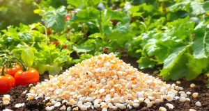 Ecco perché le coquilles d’uovo possono trasformare il tuo orto: scopri i vantaggi sorprendenti!
