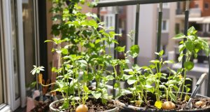 Ho coltivato patate sul balcone: ecco cosa ho imparato (e gli errori da evitare)