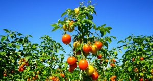 Non fare questi errori nella coltivazione delle tue pomodori: scopri come evitarli e ottenere un raccolto straordinario!