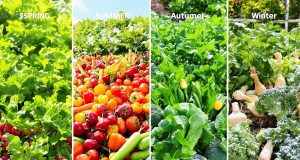 Pianifica il tuo orto: scopri come avere verdure fresche tutto l’anno senza stress!