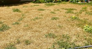 Rivitalizza il tuo prato bruciato dal sole: è meglio risemina ora o attendere? Scopri la scelta vincente!