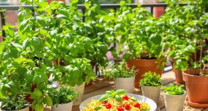 Scopri 4 piante aromatiche che trasformeranno i tuoi piatti di pasta senza fatica!