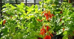 Scopri 4 spezie facili da coltivare per un curry fatto in casa dal sapore irresistibile!