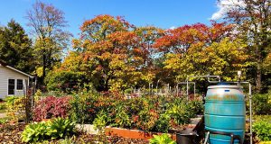 Scopri 5 trucchi sorprendenti per risparmiare acqua e proteggere il tuo giardino prima dell’autunno