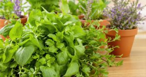 Scopri come 10 piante aromatiche possono rivoluzionare la tua cucina interna!