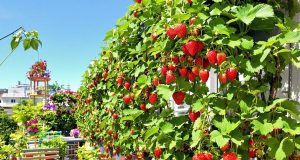 Scopri come coltivare fragole sul balcone: 7 segreti per una raccolta abbondante!