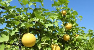 Scopri come coltivare meloni dolci anche in un giardino piccolo: 5 segreti da non perdere!
