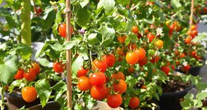 Scopri come coltivare pomodorini dolcissimi sul tuo balcone: 5 segreti imperdibili!