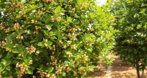Scopri come coltivare un pistachiero: 7 segreti per una raccolta incredibile e deliziosa!