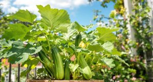 Scopri come coltivare zucchine in vaso: il segreto che tutti dovrebbero conoscere!