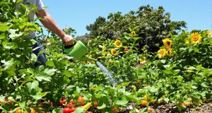 Scopri come mantenere il tuo orto rigoglioso durante la canicola: 5 trucchi infallibili!