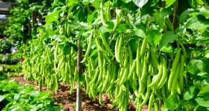 Scopri come ottenere un raccolto straordinario di fagiolini: 5 segreti che non puoi perdere!