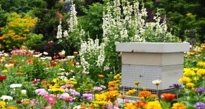 Scopri come proteggere il tuo giardino e le tue api dai temibili freloni asiatici: strategie efficaci da non perdere!