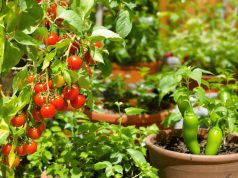 Scopri i 3 ingredienti che coltivo per i miei aperitivi e risparmia senza rinunciare al gusto!