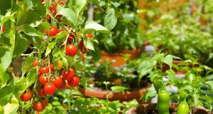 Scopri i 3 ingredienti che coltivo per i miei aperitivi e risparmia senza rinunciare al gusto!