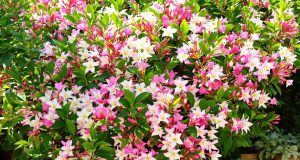 Scopri i 3 trucchi naturali per far fiorire i tuoi lauri-rosati come mai prima d’ora!