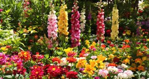 Scopri i 4 bulbi da piantare ora per un giardino colorato fino a ottobre: non perdere questa occasione!