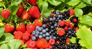 Scopri i 5 frutti da coltivare per dessert irresistibili tutto l’anno!