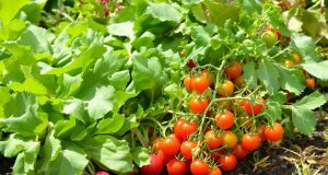 Scopri i 5 ortaggi facili da coltivare nel tuo giardino senza sforzo e goditi il gusto della freschezza!