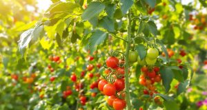 Scopri i 5 segreti per raccogliere pomodori fino all’autunno: metodi infallibili da giardiniere!
