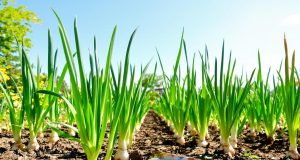 Scopri i segreti per coltivare cipolle perfette nel tuo giardino: 5 trucchi da non perdere!