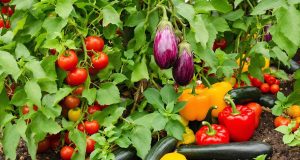 Scopri i segreti per coltivare i migliori ortaggi per una ratatouille irresistibile: ecco come!