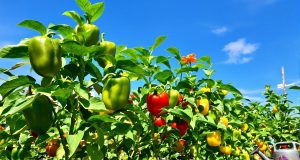 Scopri i segreti per coltivare i poivrons più grandi e succosi del tuo orto!