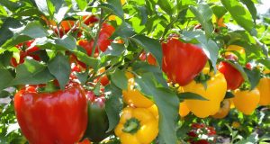 Scopri il segreto per poivrons giganti e dolcissimi: 5 consigli che cambieranno il tuo giardino!