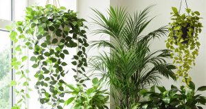 Scopri le 5 piante che purificano l’aria di casa e trasformeranno il tuo ambiente!