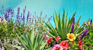 Scopri le 5 piante perfette per la tua piscina che non temono il cloro: un paradiso nel tuo giardino!