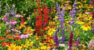 Scopri le 5 piante vivaci che trasformeranno il tuo giardino in un paradiso per i pollinatori