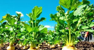 Scopri perché coltivare navetti è facile: 5 segreti per ottenere una raccolta veloce e deliziosa!