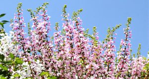 Scopri perché il gaura è la pianta perenne che fiorisce tutto l’anno senza richiedere cure!