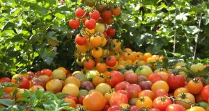Tomate antiche o ibride? Scopri perché la scelta può trasformare il tuo orto!