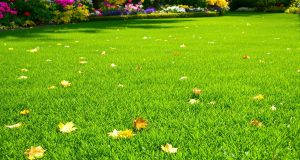 Ecco come preparare la tua erba per l’inverno: 5 segreti per una tonte perfetta a settembre