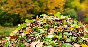 Ecco le 3 errori di compostaggio che devi assolutamente evitare a settembre
